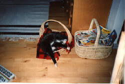 Et ubeskåret billede af min kat