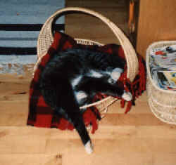 Et beskåret billede af min kære kat